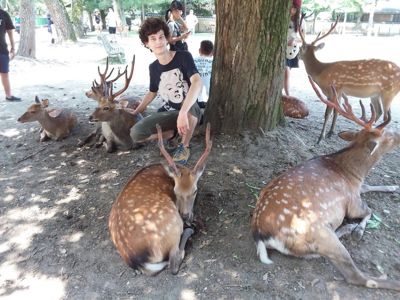 Matthieu et les daims de Nara