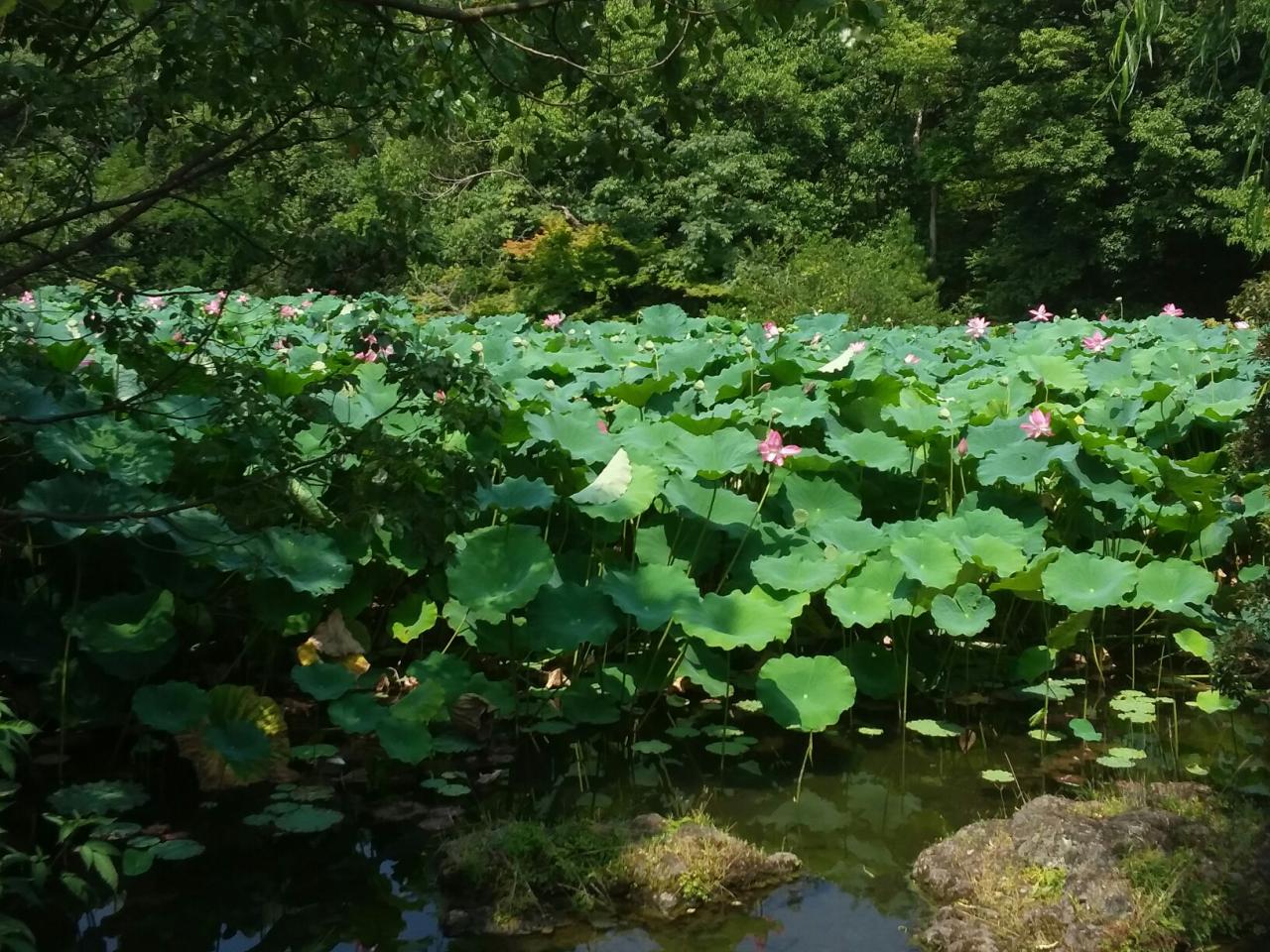 Nénuphars géants au Ritsurin-koen