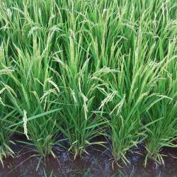 Champ de riz